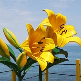 흑산면 홍도원추리 002