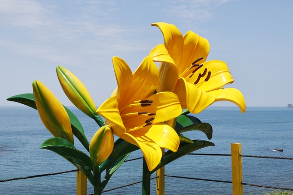 흑산면 홍도원추리 002 1