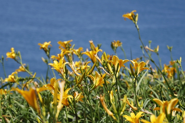 흑산면 홍도원추리 002 3
