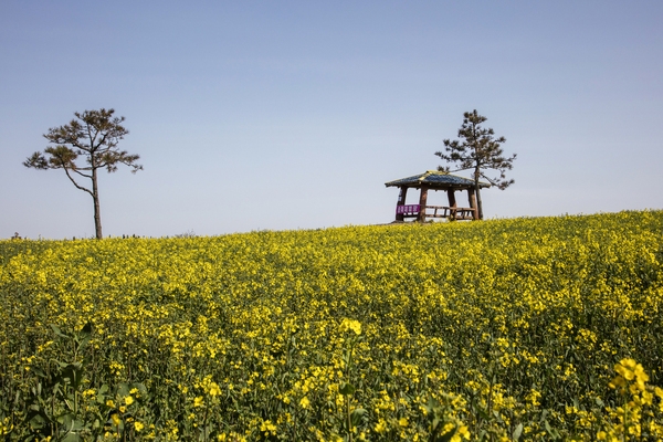 튤립공원 유채꽃 2