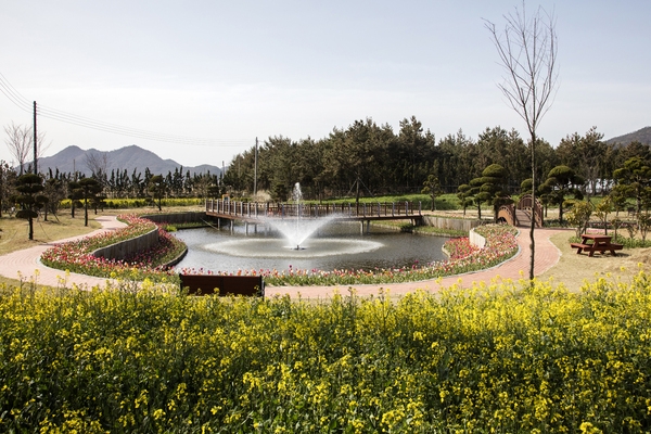 튤립공원 유채꽃 3