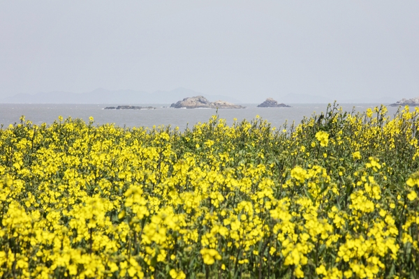 튤립공원 유채꽃 4