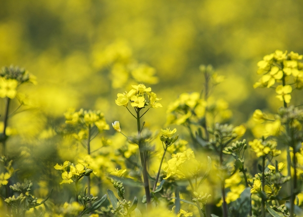 튤립공원 유채꽃 5