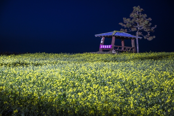 튤립공원 유채꽃 6