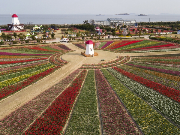 드론으로 본 튤립공원002 6