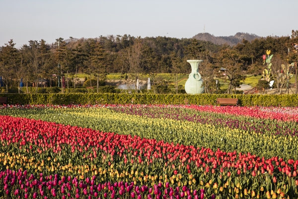 튤립공원002 5