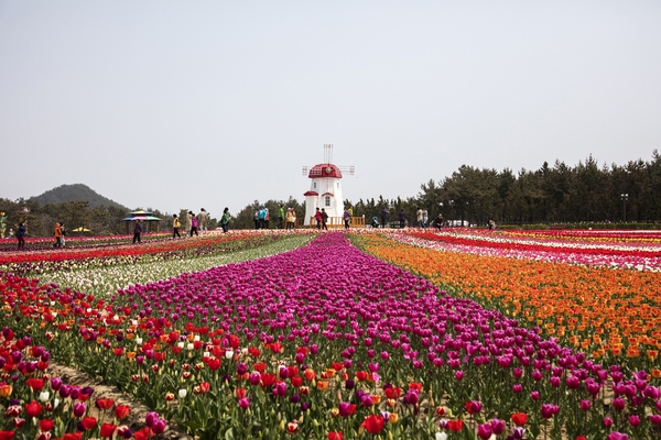 튤립공원002 6