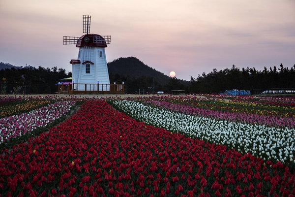 튤립공원일출 2