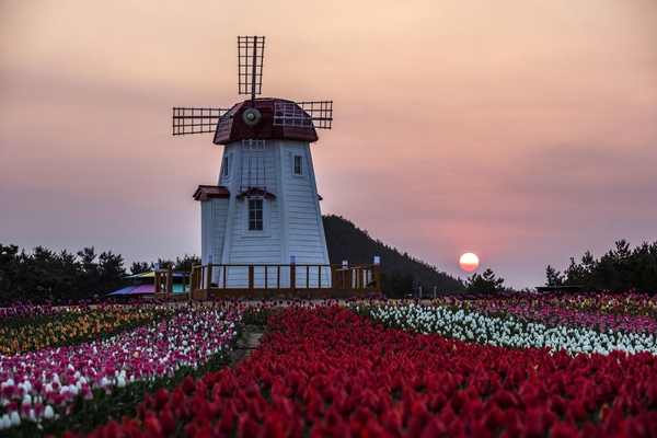 튤립공원일출 3