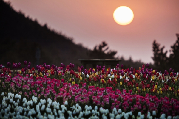 튤립공원일출 4