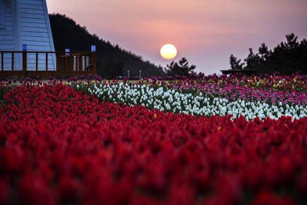 튤립공원일출 1