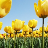 임자도 튤립 001