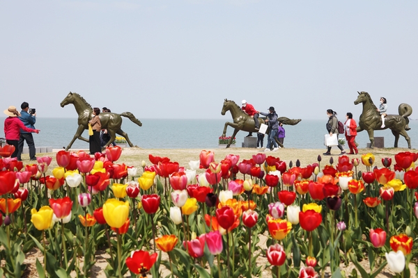 임자도 튤립 004 2