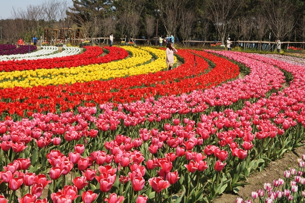 임자도 튤립 004 3