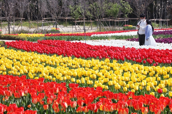 임자도 튤립 004 4