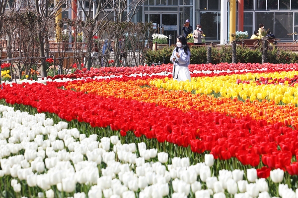 임자도 튤립 004 5