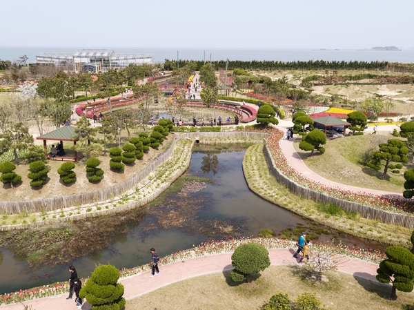 임자도 튤립 004 6