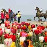 임자도 튤립 004