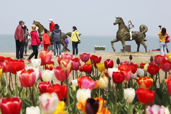 임자도 튤립 004 1