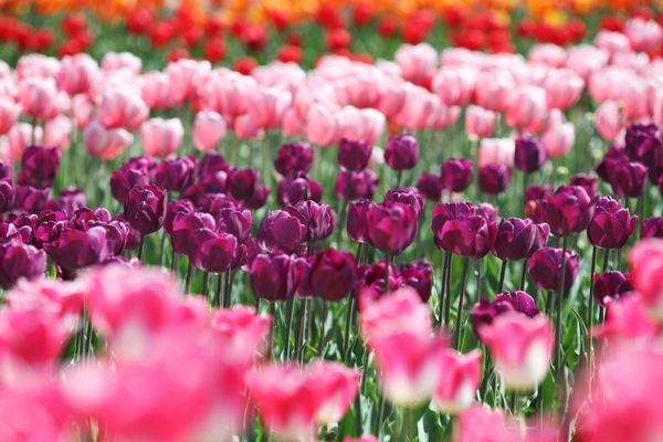 임자도 튤립 001 2