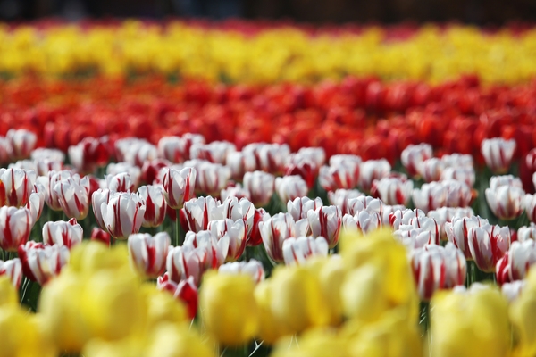 임자도 튤립 001 3