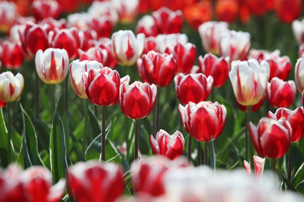 임자도 튤립 001 4