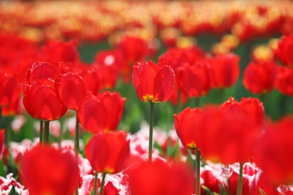 임자도 튤립 001 5