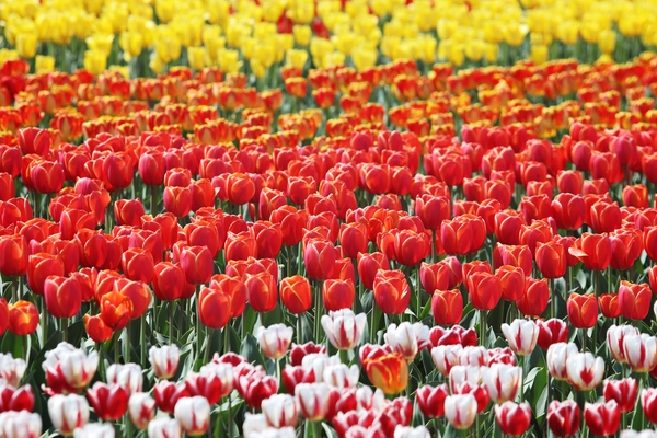 임자도 튤립 001 6