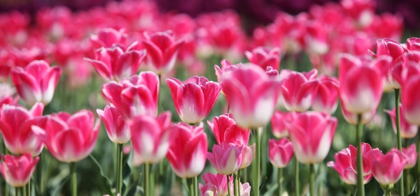 임자도 튤립 001 1