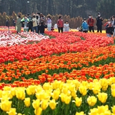 임자도 튤립축재 관광객