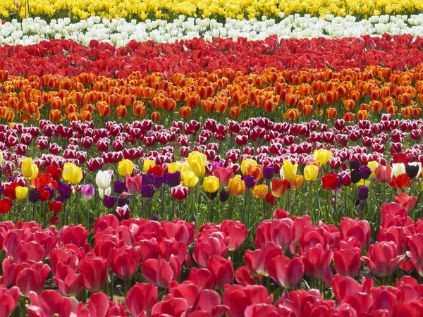 임자면 튤립 001 6