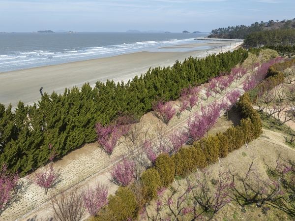 임자면 홍매화 001 2