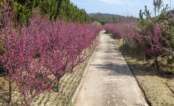 임자면 홍매화 001 4