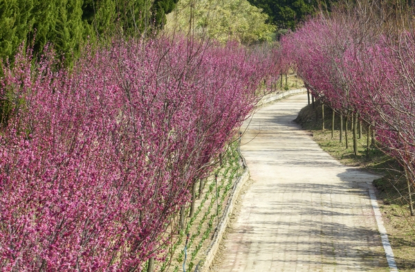임자면 홍매화 001 5