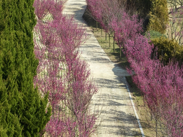 임자면 홍매화 001 6