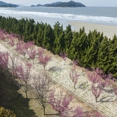 임자면 홍매화 001