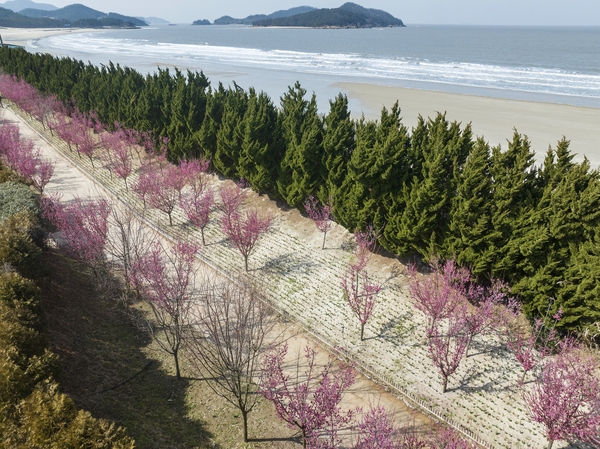 임자면 홍매화 001 1