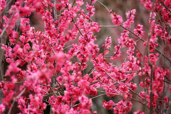 임자면 홍매화 002 2