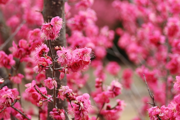 임자면 홍매화 002 3