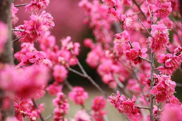 임자면 홍매화 002 4