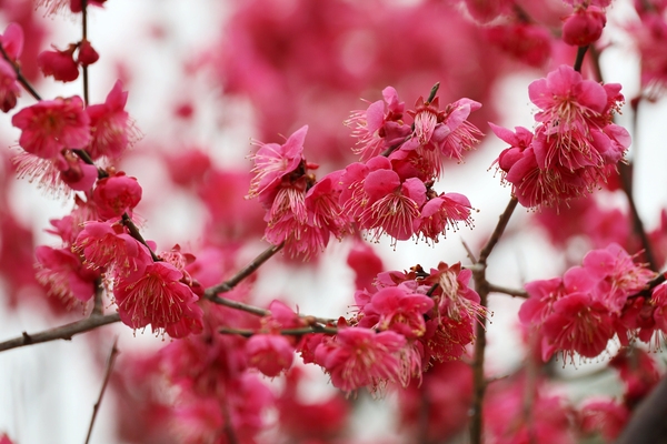 임자면 홍매화 002 5