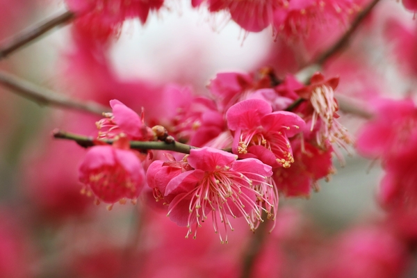 임자면 홍매화 002 1