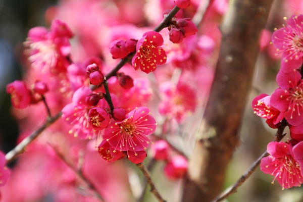 임자면 홍매화 001 2