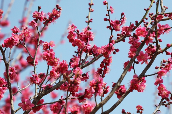 임자면 홍매화 001 1