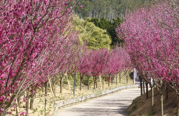 임자면 홍매화 002 4