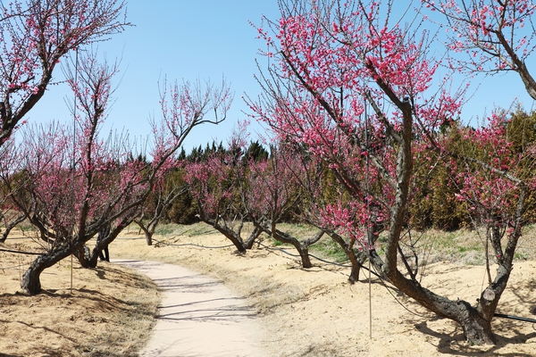 임자면 홍매화 002 1