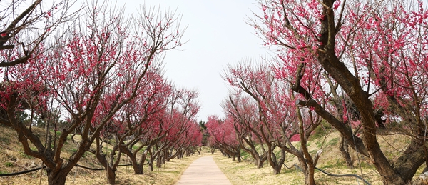 임자면 홍매화 002 5