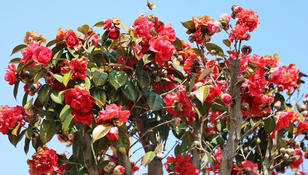 임자면 튤립홍매화정원 카네이션동백 001 1