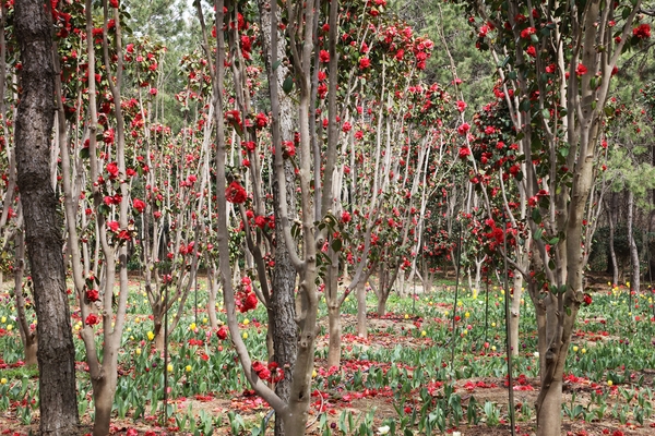 임자면 튤립홍매화정원 카네이션동백 002 4