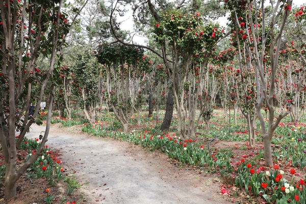 임자면 튤립홍매화정원 카네이션동백 002 5